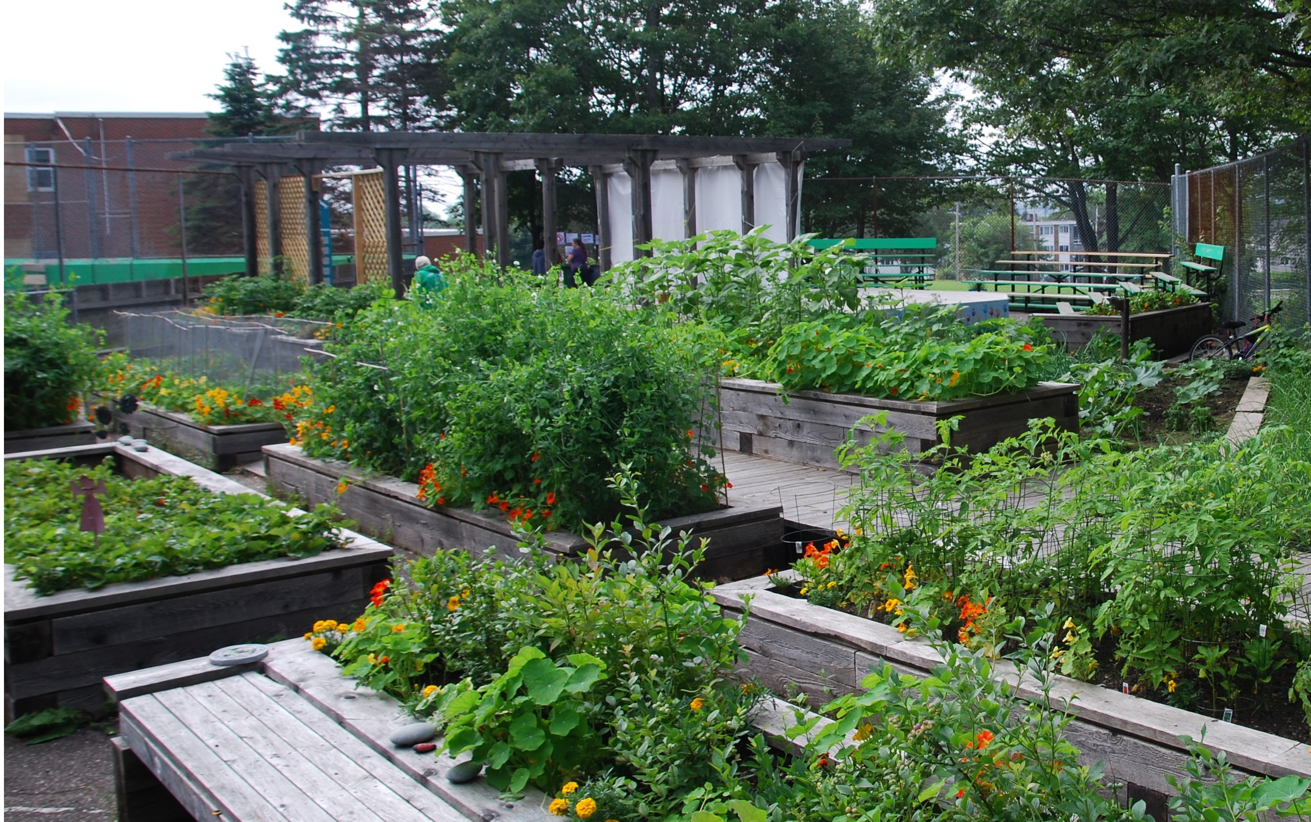 The Take Action Society community garden in Dartmouth North