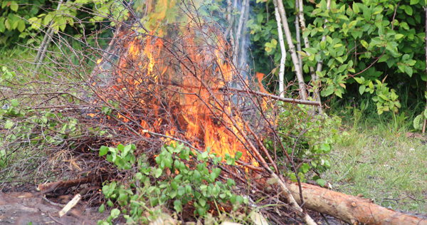 A pile of brush on fire