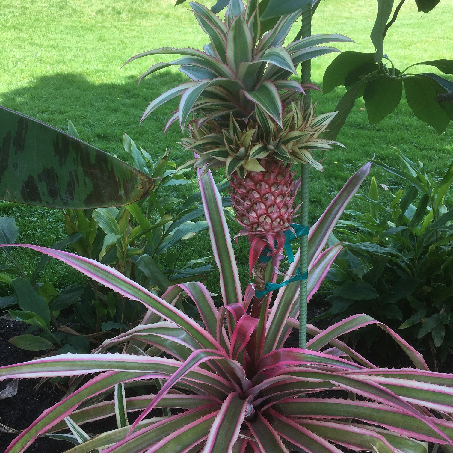 A pink pineapple sits on top of its leafy green foliage