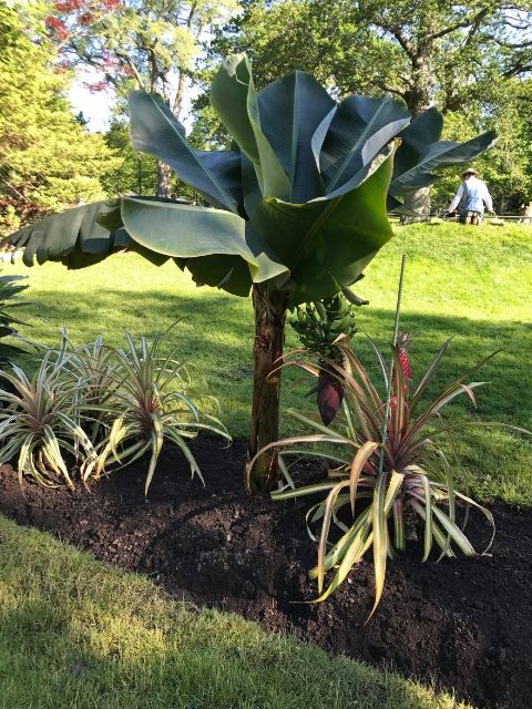 June 2019  Our plant of the month for June is the Musa acuminate (Dwarf Banana) plant. While it looks like a tree, it’s actually an evergreen perennial. The banana is the fourth most important crop in the world, and our very own plant is currently producing fruit! The plant prefers sun and partial shade in a protected area with moist and drained soil, and requires temperatures between 18-27 C for fruit to ripen.    You can find this plant in the fruiting shrub and tree bed in the Halifax Public Gardens. 
