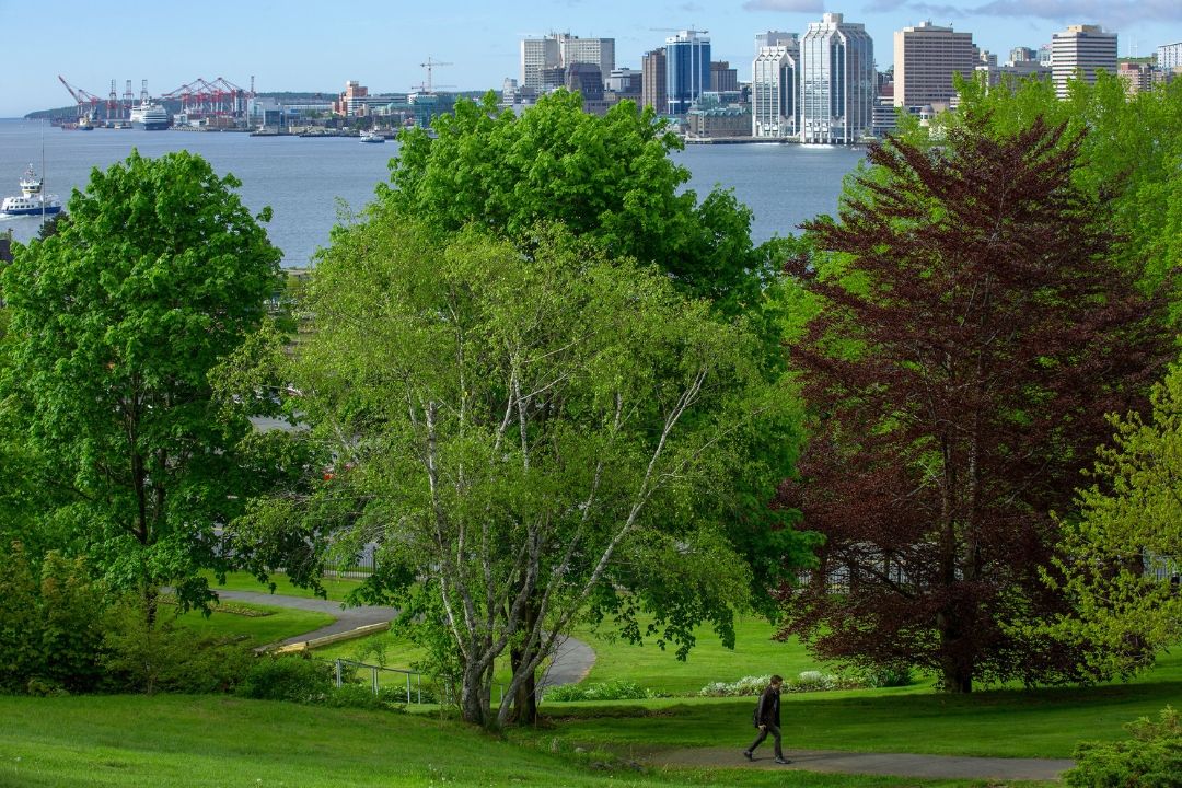mature trees on the Dartmouth Common with Halifax Harbour in the background