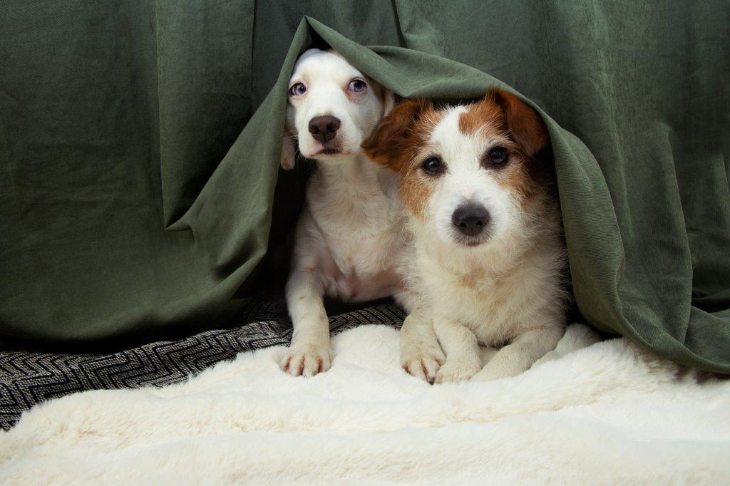 Dogs hiding under a blanket due to loud fireworks.