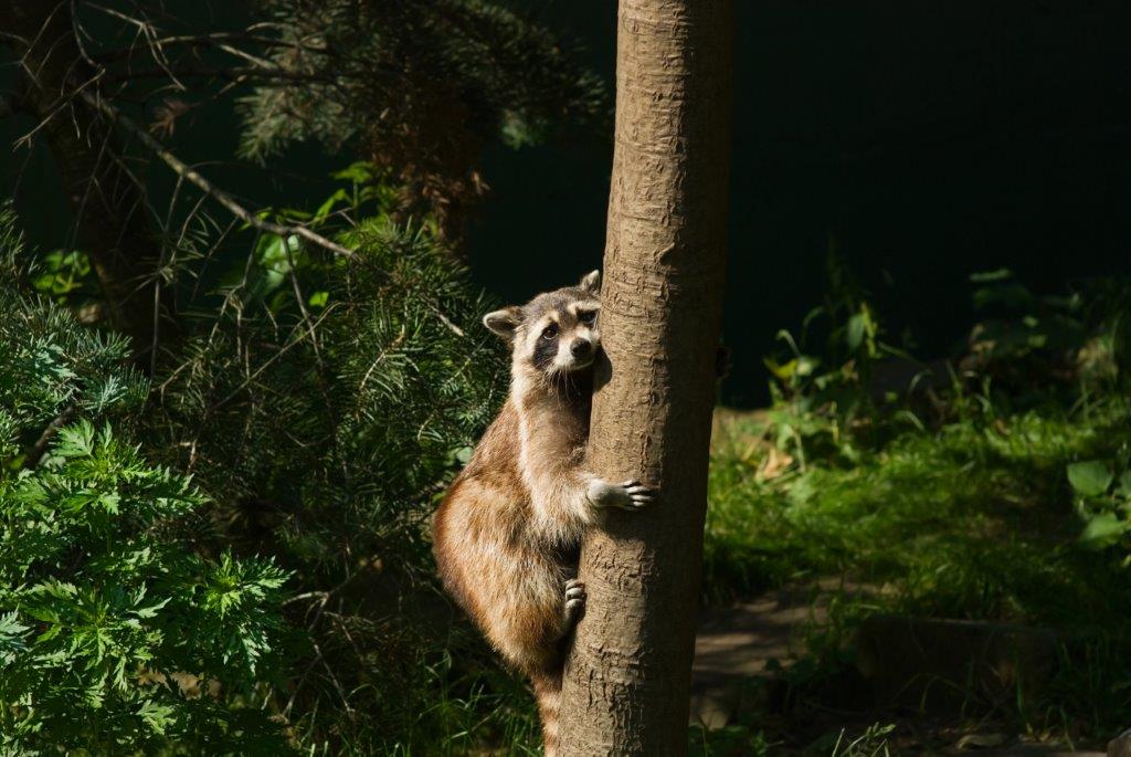 image of a raccoon climbing a tree