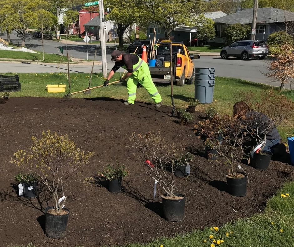 volunteers work on Merv Sullivan naturalization site