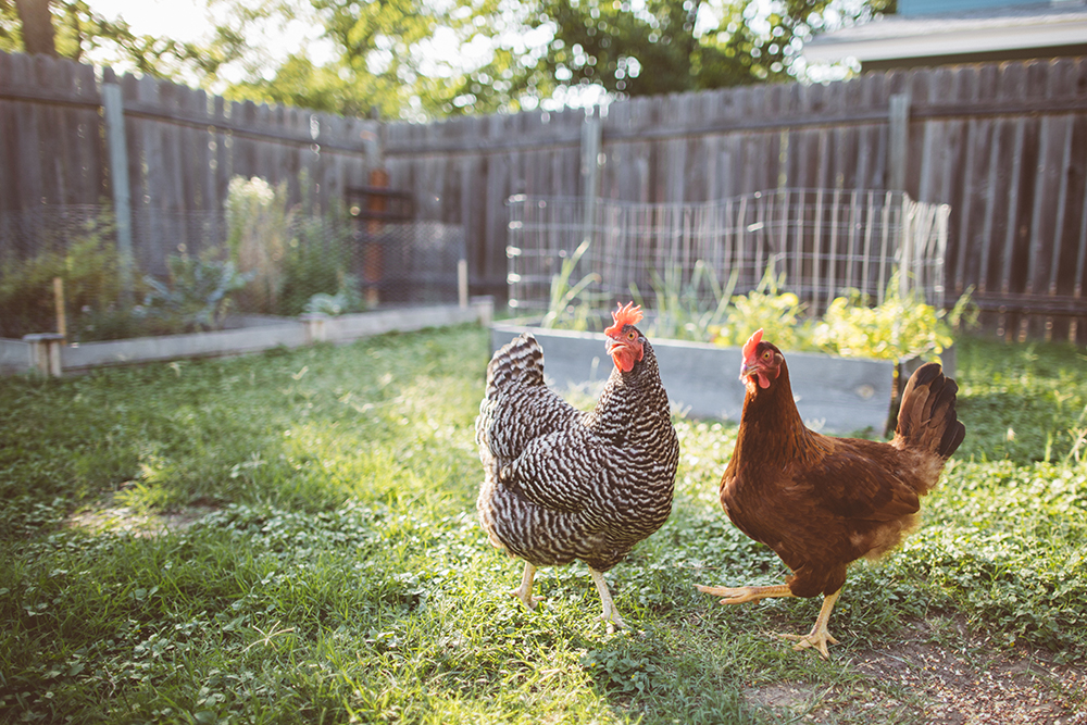 Image of two backyard hens