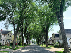 Trees lining Halifax street