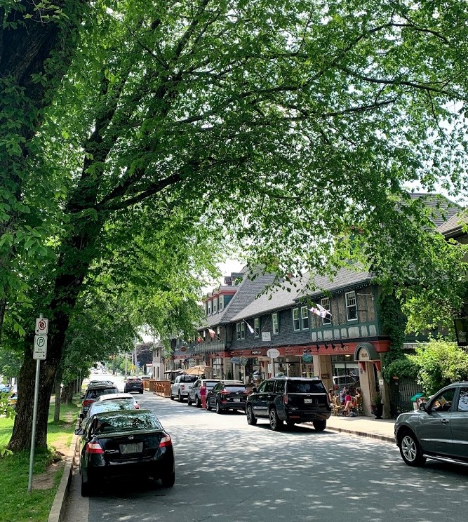 Trees lining a street of shops in the Hydrostone