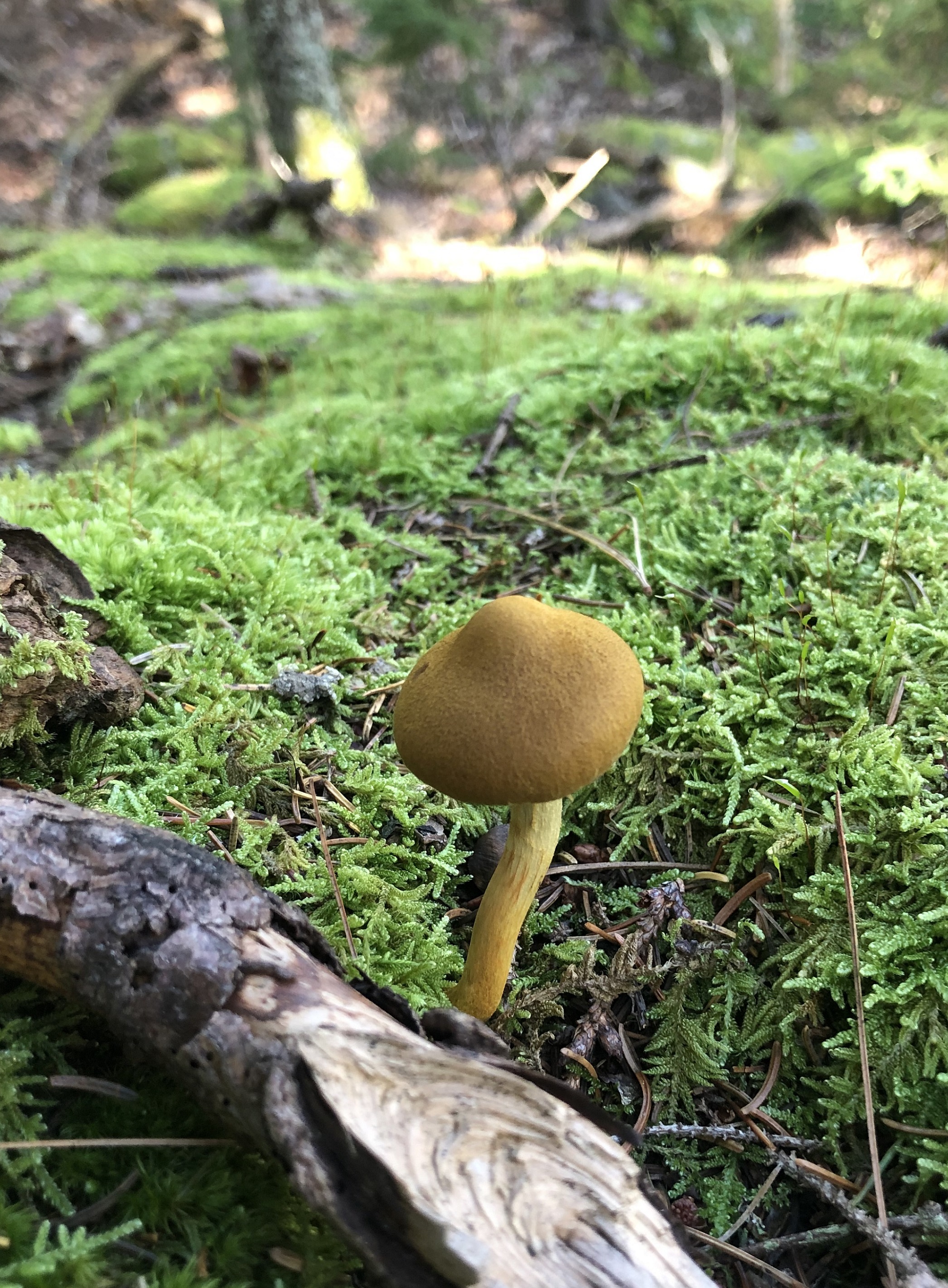 A mushroom growing in the woods