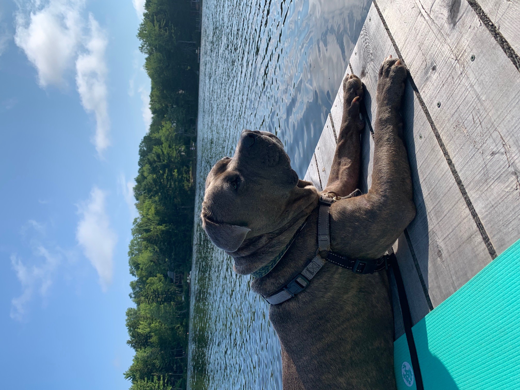 Hank, a pitbull mix is laying down on a dock enjoying the lake and sunshine. 