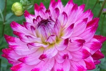 a large pink dahlia in bloom