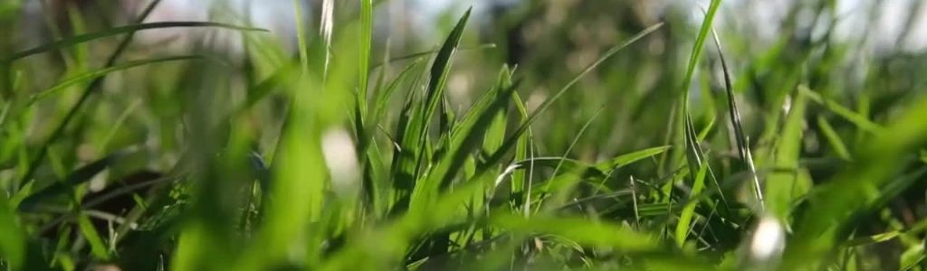 close up of green grass with blue sky blurred in the background