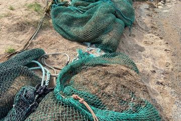 Harvested nuisance weeds in green mesh bags on the beach