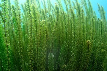 Underwater image of bright green aquatic weeds in bright blue water