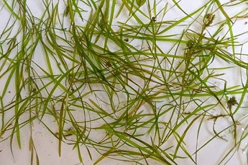 A collection of harvested green pond weeds against a beige background