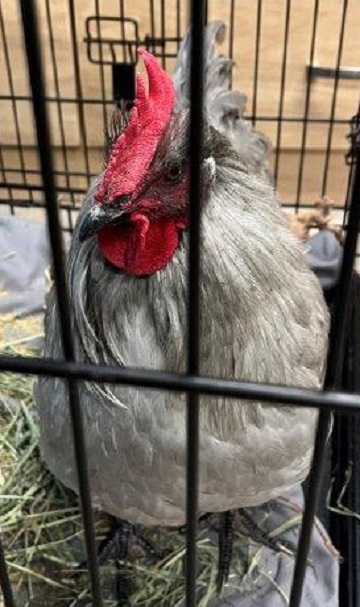 Rooster, white grey and black found December 5, 2022, Cranley road and Newbury Rd, Lucasville. Reference number 376412.