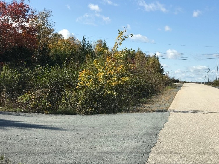 Dirt road with ditch on the left next to woods.