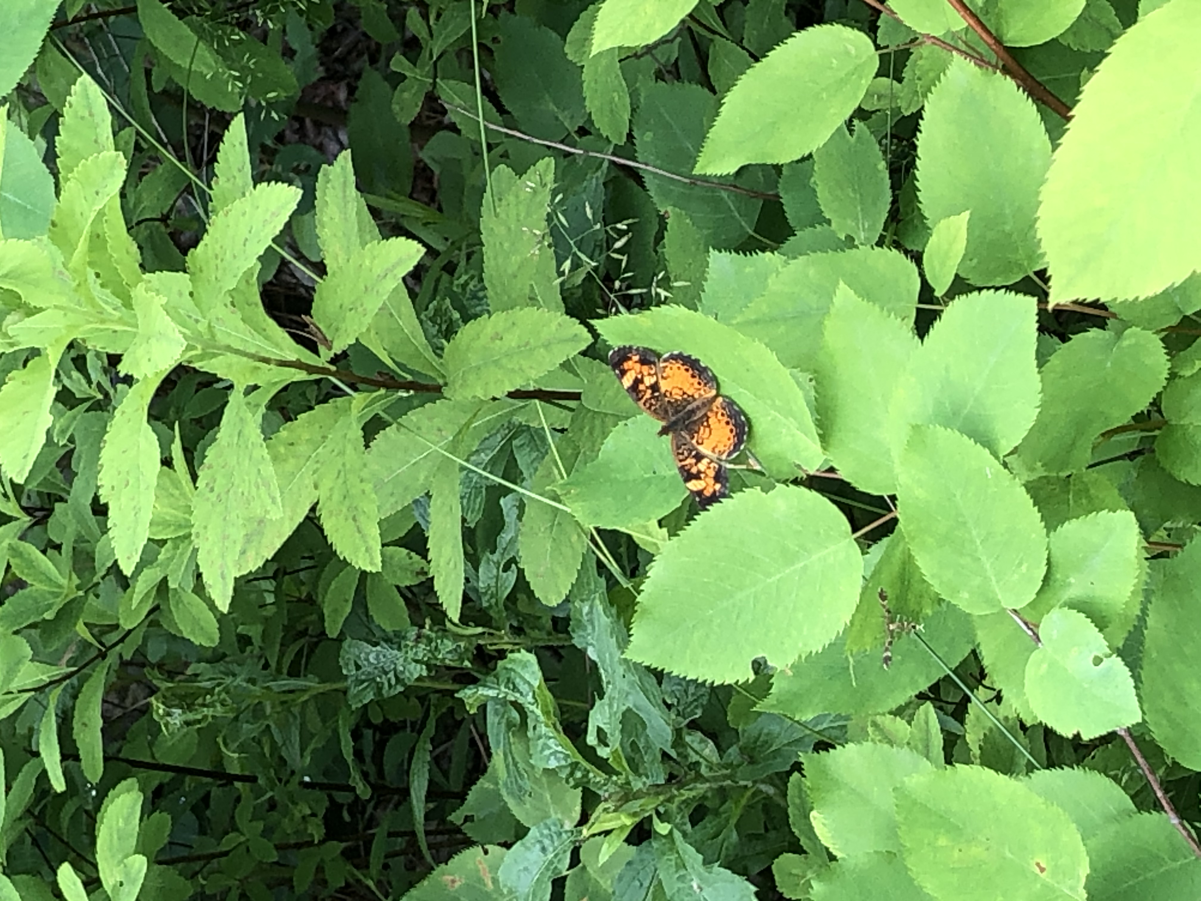 A picture of a orange and black butterfly 