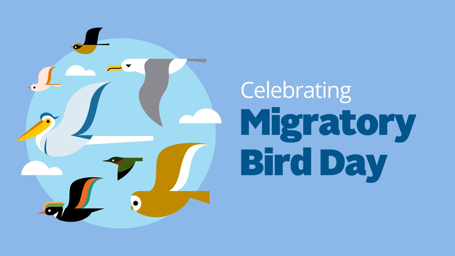 illustration of birds flying with the words "celebrating migratory bird day" to the right