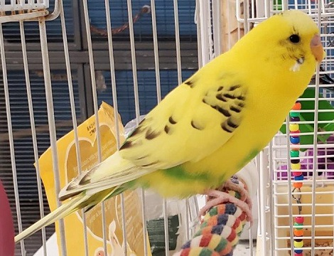 Yellow, black and green Budgie found July 20, 2023, Leacock Court, Cole Harbour. Reference number 382986. 