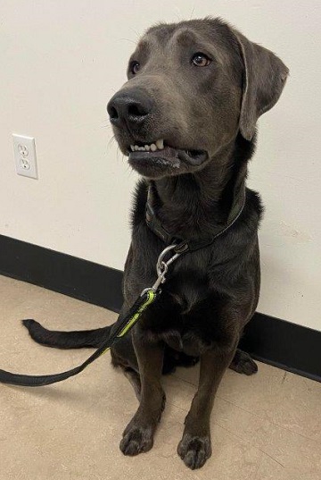 Male grey Labrador Retriever mix found July 22, 2023, Highway 118, Waverley. Reference number 382997.