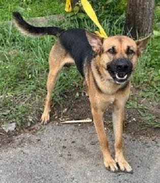 Male black and tan German Shepherd found July 27, 2023, Ilsley Avenue, Dartmouth. Reference number 383153.