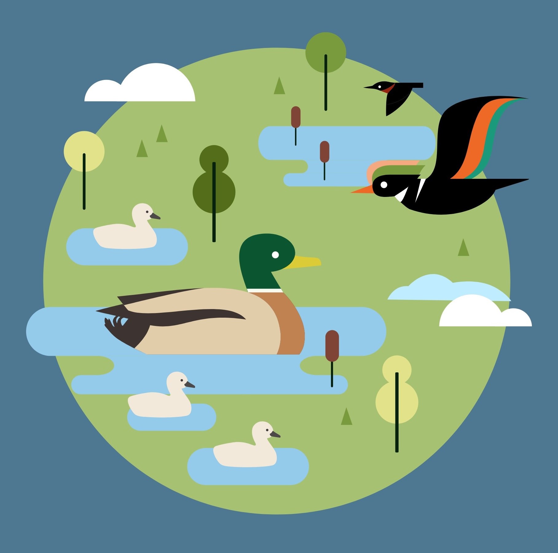 Illustration of ducks and other aquatic life in a wetland environment 
