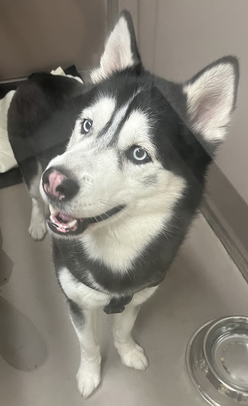 Black and white male Husky found April 25, 2024, Westwood Park, Halifax. Reference number 391695.