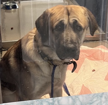 Tan and black male Anatolian Shepherd found April 30, 2024, unknown location. Reference number 391812.