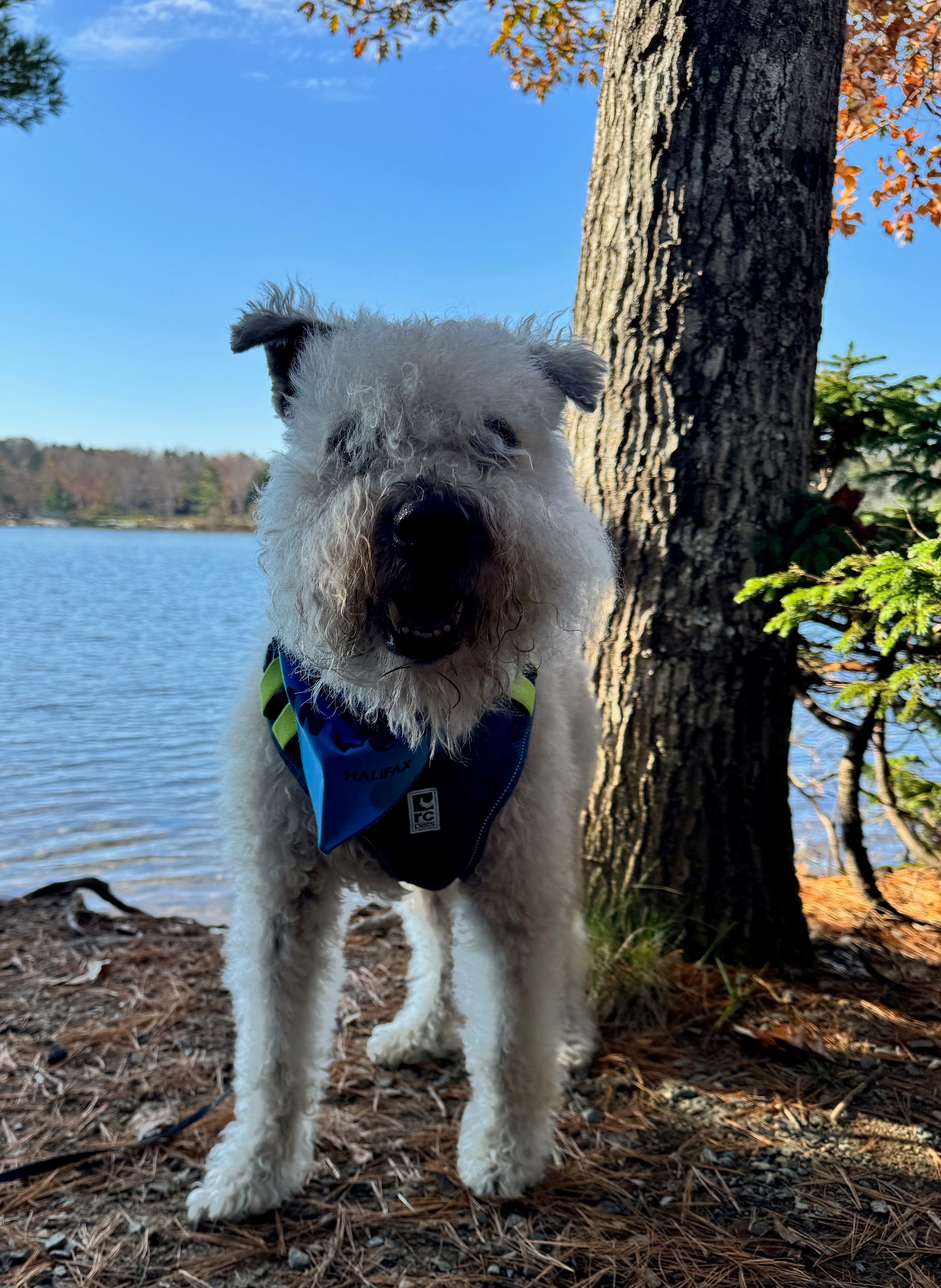 A Wheaton Terrier stands next to a lake.