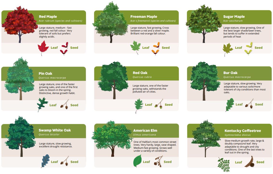 HRM Tree Species. Red, Freeman and Sugar Maple. Pin, Red, Bur and Swamp White Oak. American Elm. Kentucky Coffeetree.