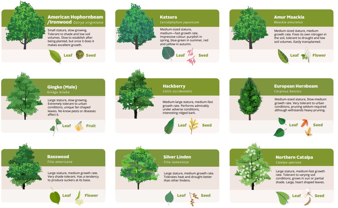 HRM Tree Species. Ironwood, Katsura, Amur Maackia, Ginkgo, Hackberry, European Hornbeam, Basswood, Silver Linden, Northern Catalpa.