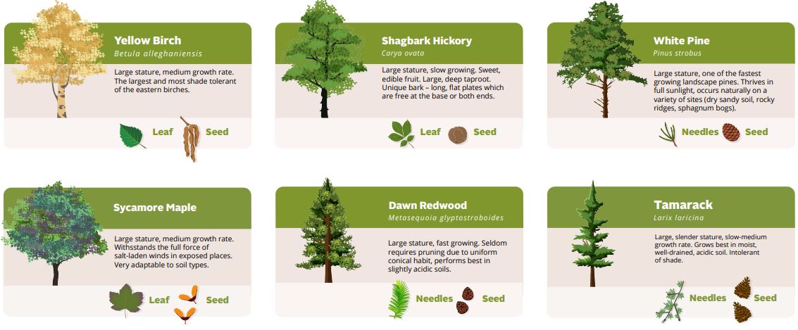 HRM Tree Species. Yellow Birch, Shagbark Hickory, White Pine, Sycamore Maple, Dawn Redwood, Tamarack.