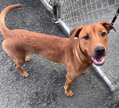 Red female Amstaff mix found May 5, 2024, Resource Road, Goffs. Reference number 391987.