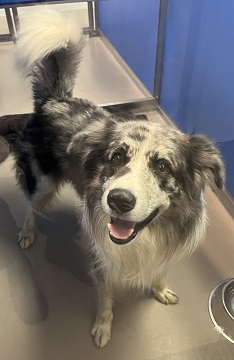 Grey, white and black male Border Collie found May 17, 2024, Highway 207, West Chezzetcook. Reference number 392461.