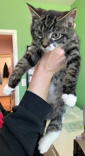 Female black, grey and white domestic short hair Tabby found June 26, 2024, Highland Park, Halifax. Reference number 393859.