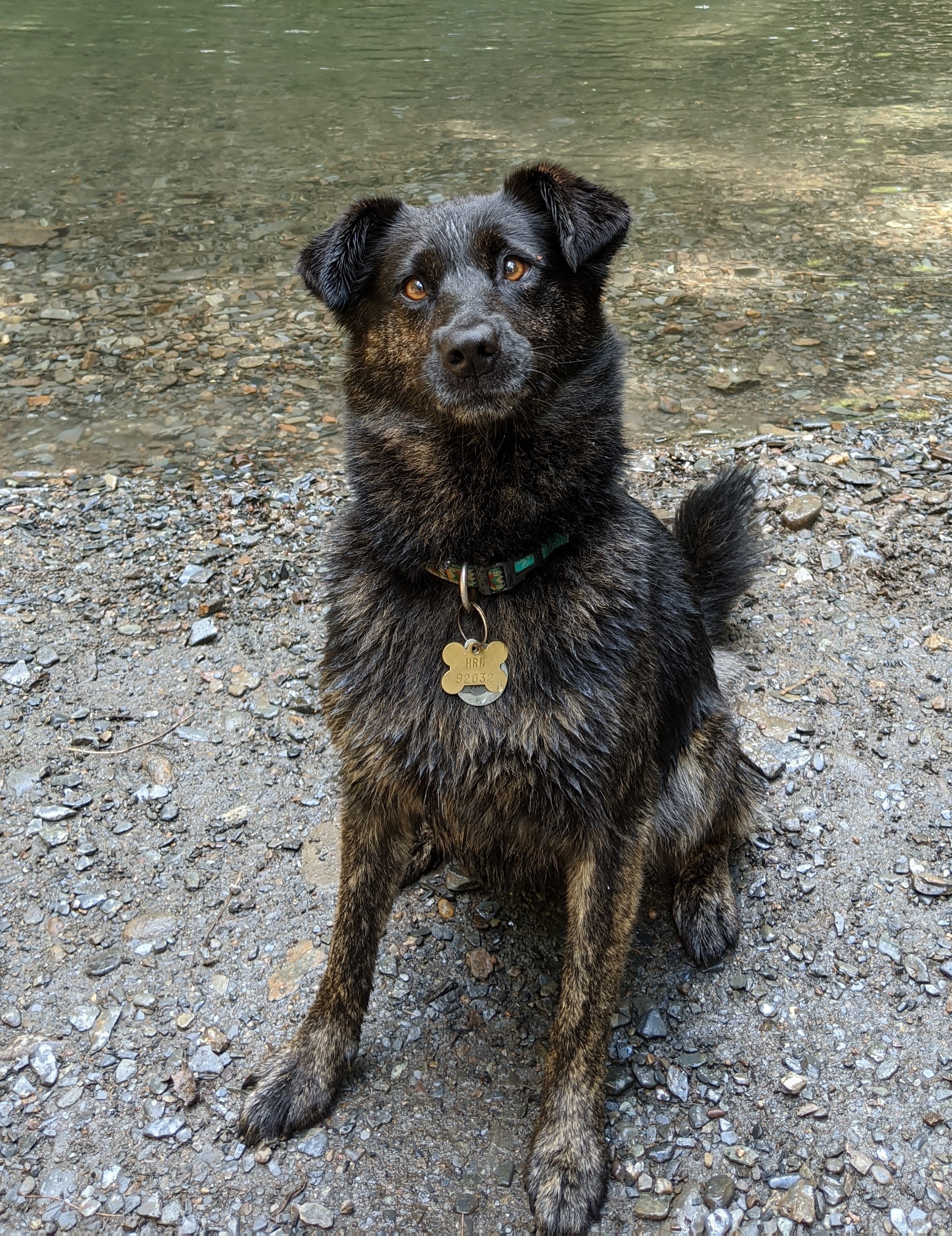 A black dog sits on gravel by water.