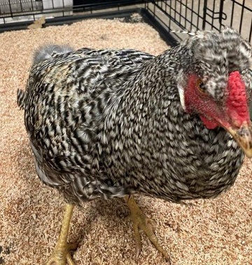 Black and white female chicken found July 22, 2024, Bull Rock Island, Dartmouth. Reference number 394428.