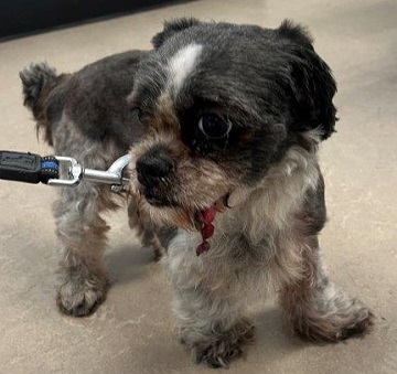 Black and grey female Shih Tzu found July 24, 2024, Main Avenue, Halifax. Reference number 394508.