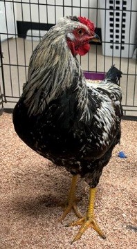 Black and white male chicken found July 24, 2024, Bull Rock Island, Dartmouth. Reference number 394513.