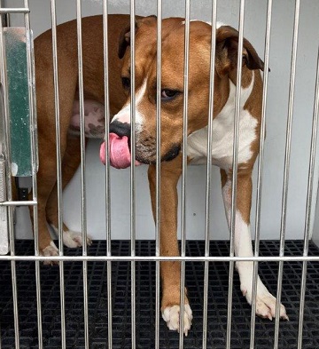 Brown and white male Boxer found July 25, 2025, Trenholm Street, Dartmouth. Reference number 394547.