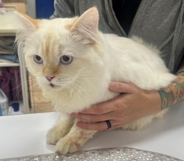 White and orange male Himalayan found July 26, 2024, Larry Uteck Boulevard, Halifax. Reference number 394569.