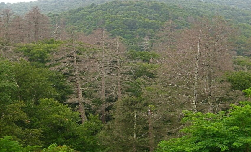 Aerial photo of dead trees following an HWA infestation