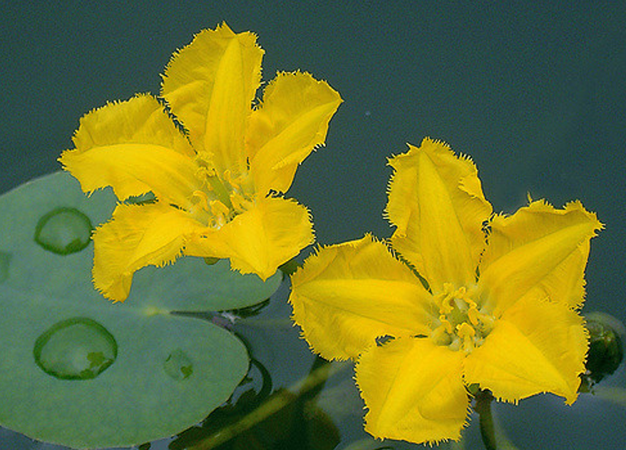 Image of yellow floating heart