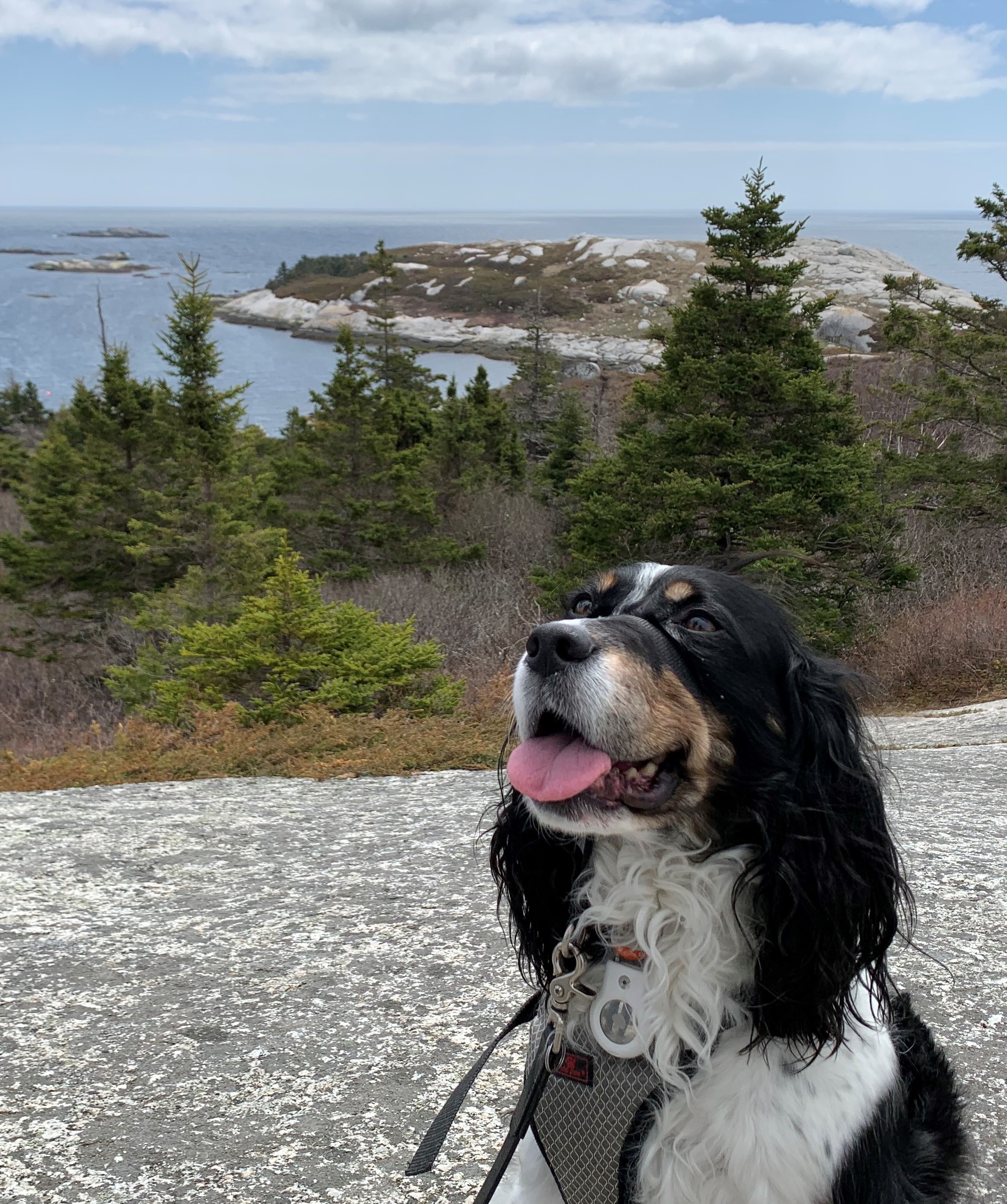 A springer spaniel with its mouth open is on a rock by the ocean.