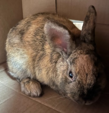 White, brown and orange rabbit found October 29, 2024, Ethel Court, Dartmouth. Reference number 397320.