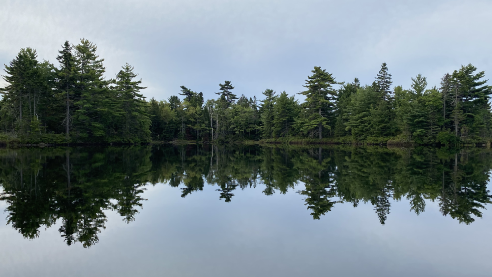 A photo of a group of trees reflected in water.