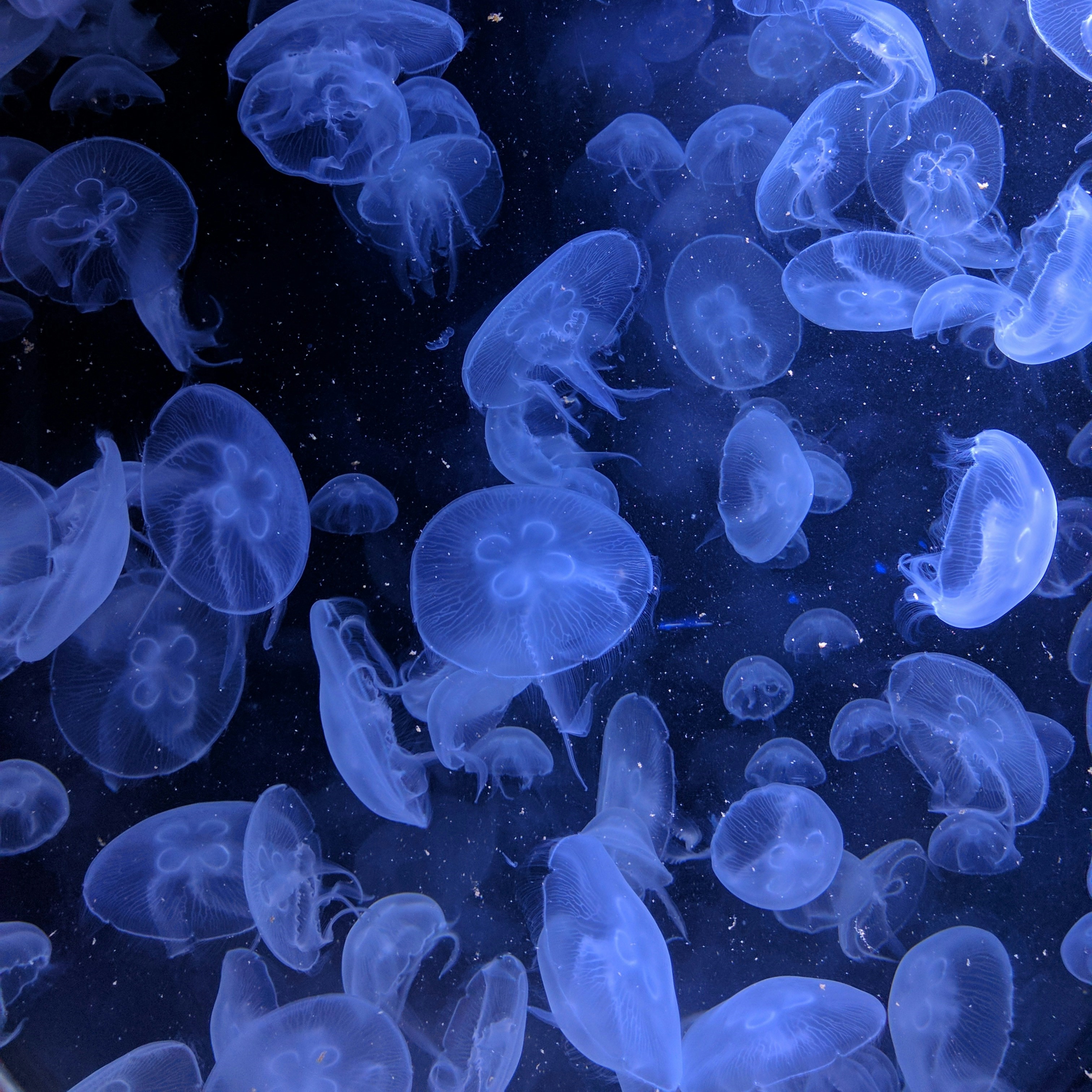 A school of jellyfish.