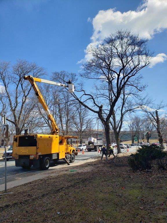 HRM arborists pruning a city tree