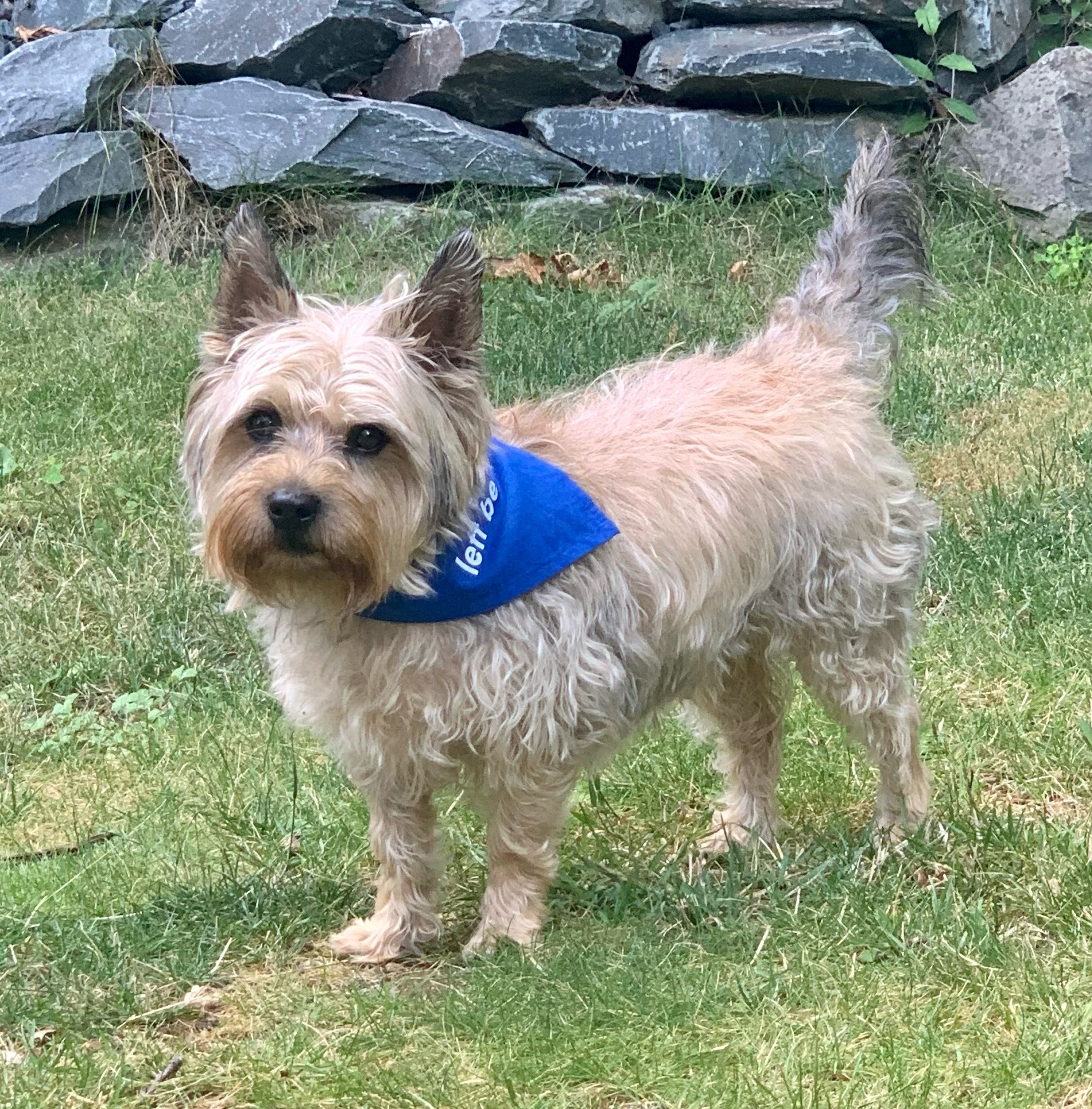 A light brown Cairn Terrier wearing a blue bandana is standing on grass with a rock wall behind him.