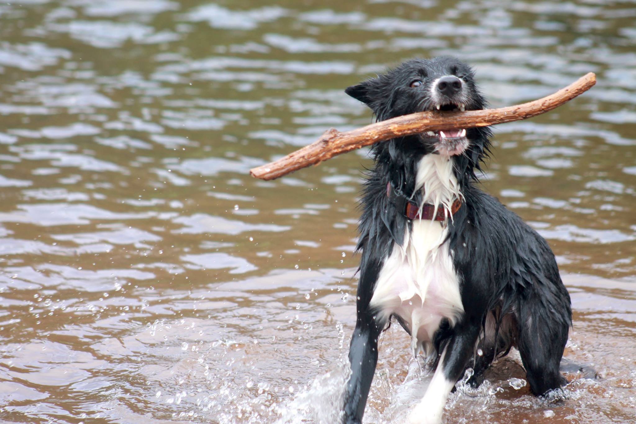 A black border collie with a white stomach and nose is playing with a stick in the water.